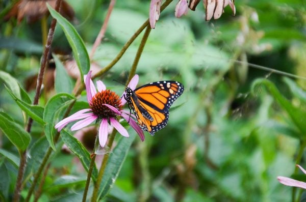 butterfly placeholder
